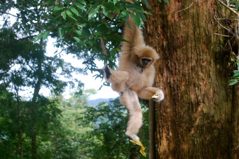 Thailand, Pattaya, Flight of the Gibbon